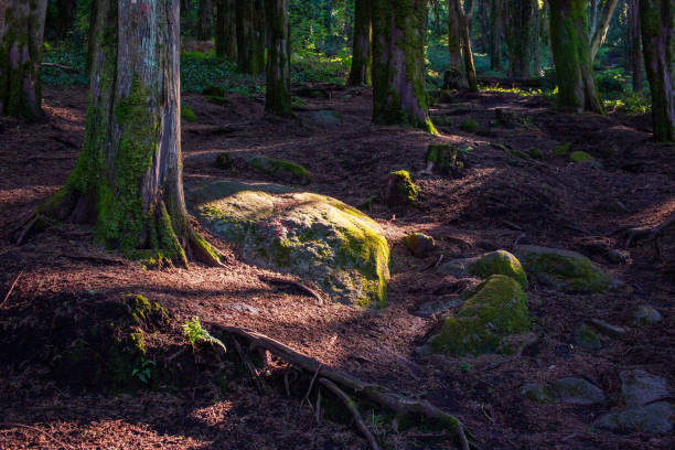 istock Beautiful forest with mossy rocks and sun rays in the morning 2188720610