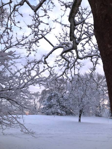istock Snow Covered Trees and a Clearing in the Park 2188721752