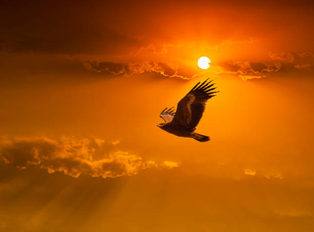 Bird of prey flies at sunset John M Lund