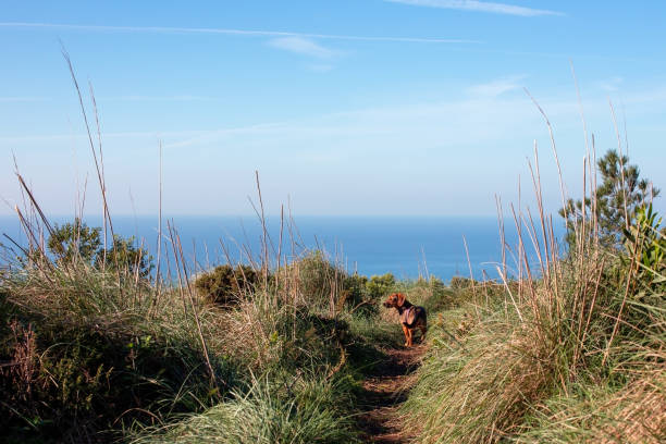 Dachshund dog walking on a path leading to the sea