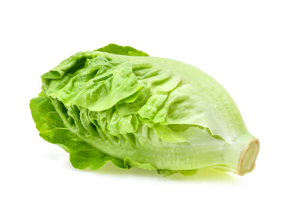 fresh baby cos (lettuce) on white background