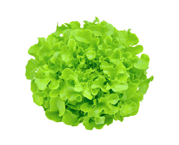 istock Green oak lettuce on white background. 2188723803