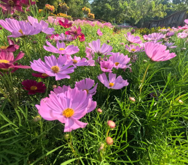 Pink Cosmos Blossoms in the Garden