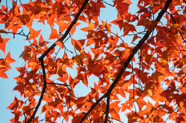 istock Red maple leaves in autumn 2188725567