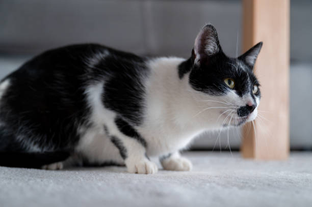 istock Black and White Cat in a Light-Filled Room 2188726725