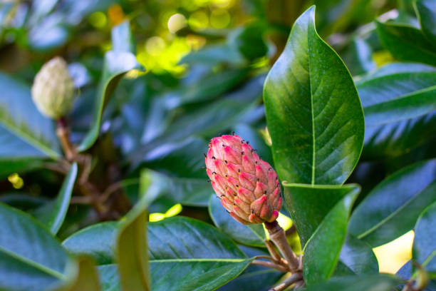 istock Magnolia grandiflora flower bud on a tree in the garden 2188726749