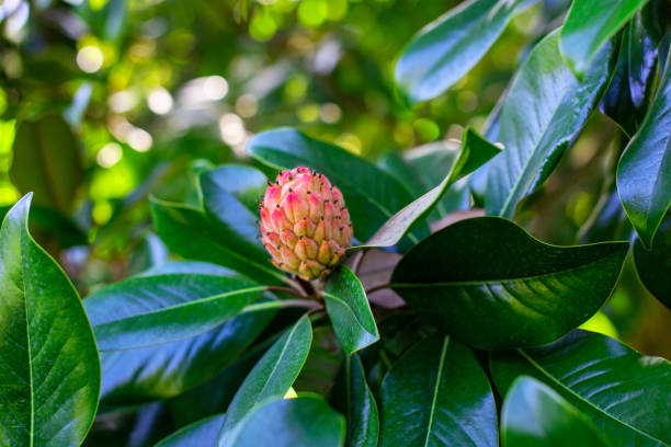 istock Magnolia grandiflora, also known as dwarf magnolia. 2188726779