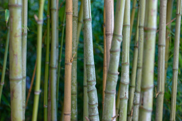 istock bamboo forest background, close up of bamboo stems in the forest 2188726872