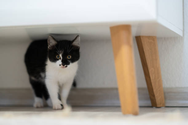istock Black and White Cat in a Light-Filled Room 2188726953