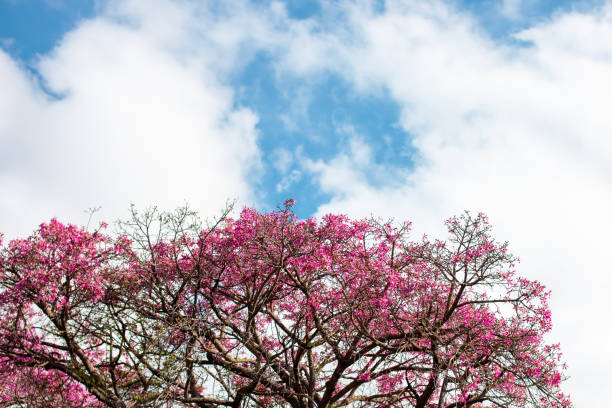 Pink flower blossom tree with blue sky and white cloud background.