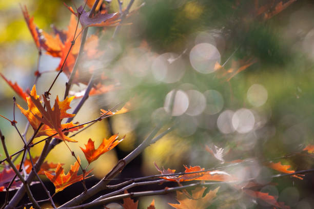 Free Stock Photo of Autumn Leaves and bokeh lights | Download Free ...