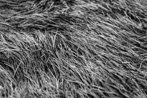 green grass with dew drops in the morning, black and white