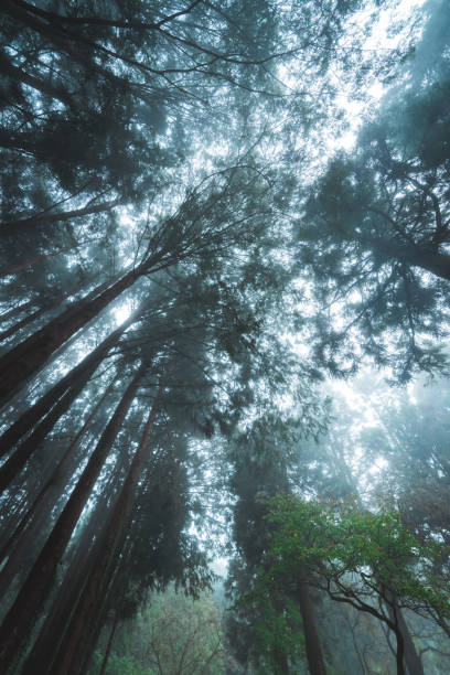 istock Foggy day in the forest, Alishan mountain, Taiwan 2188728209