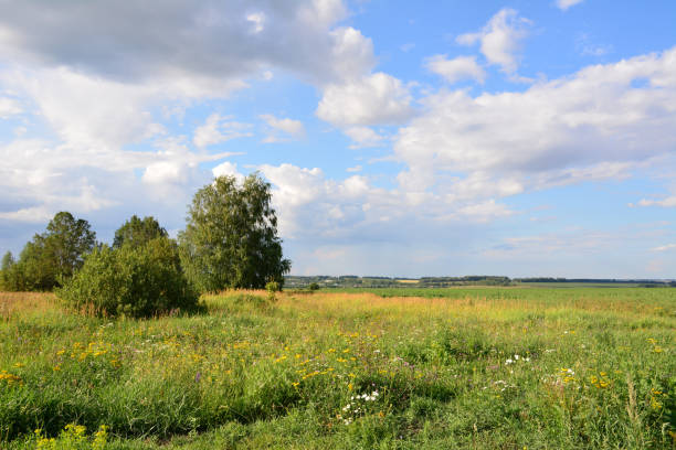 a field with blooming flowewrs and some trees and a sky with clouds background