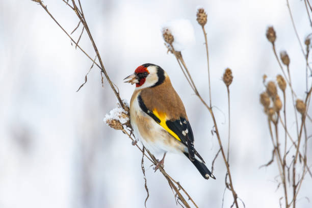 istock European goldfinch (Carduelis carduelis) 2188730290