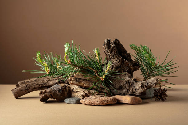 istock Abstract nature scene with a composition of pine branches, stones, and dry snags. 2188730988