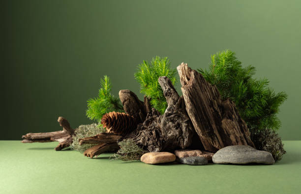 istock Abstract nature scene with a composition of spruce branches, stones, and dry snags. 2188731018