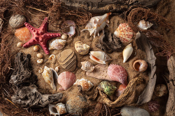 istock Beach themed background with snags, shells, stones, and sand. 2188731023