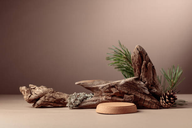 istock Abstract north nature scene with a composition of lichen, pine branches, and dry snags. 2188731026