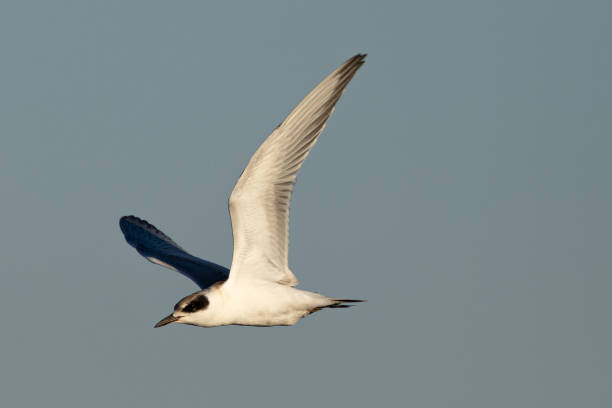 istock Forster's tern (nonbreeding adult) flying, seen in a North California marsh 2188731096