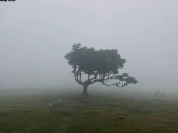 istock Madeira Fanal forest foggy 2 2188731108