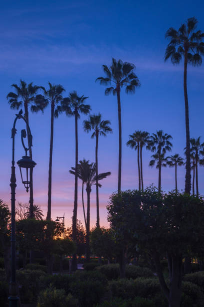 moody sky behind the palm trees at a park in Marrakesh; Marrakesh, Marocco