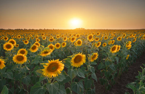 istock Meadow of sunflower at sunset 2188737189