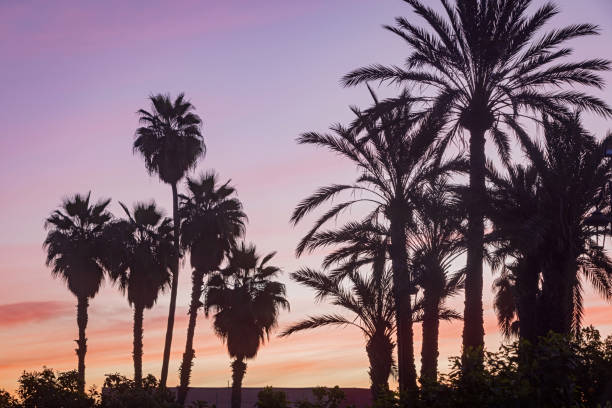 moody sky behind the palm trees at a park in Marrakesh; Marrakesh, Marocco