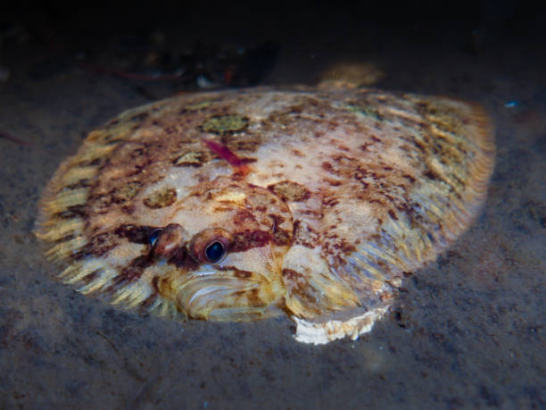 The head of a european plaice in closeup, popular flatfish from europe.