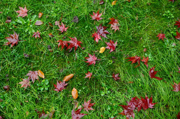 Autumn-colored leaves lie on a meadow