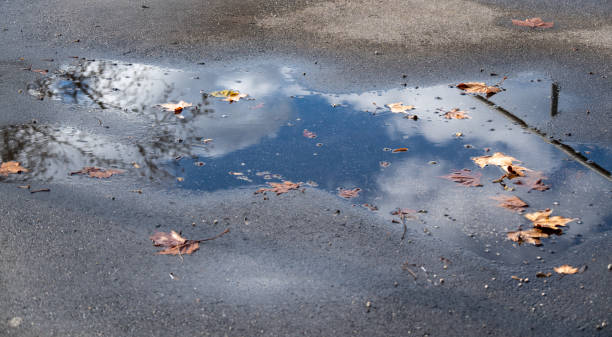 Fallen autumn leaves lie in a puddle