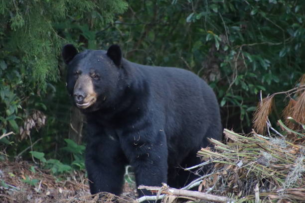 istock Brown Black Bear walking in woods, forest. 2188739285