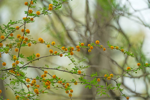A Golden Ball Lead Tree Starting to Blossom in Spring