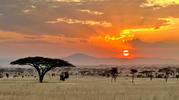 istock Breathtaking Serengeti Sunset 2188739890