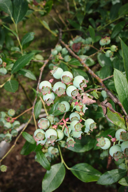 istock Vaccinium myrtillus close up 2188740190