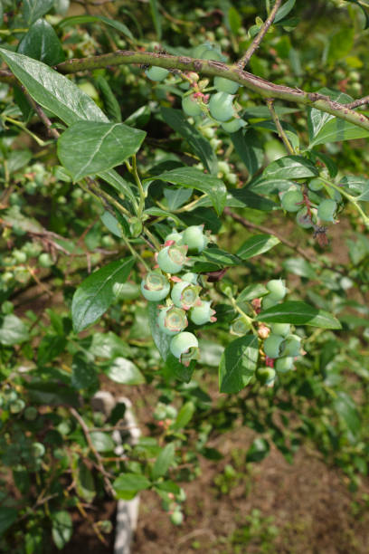 istock Vaccinium myrtillus close up 2188740191