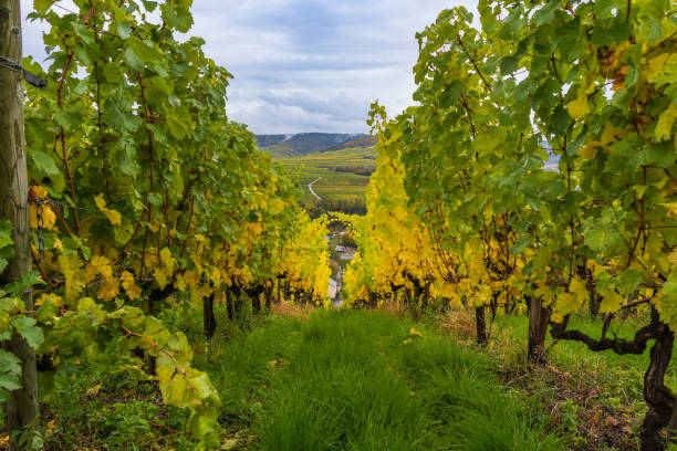 istock Autumn in the vineyards on the Moselle 2188741903