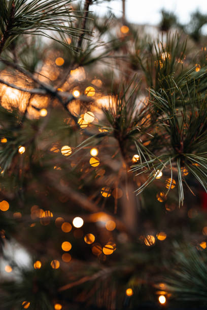 istock Natural spruce branches decorated with a golden garland with burning lights, magical outdoor decoration 2188744607