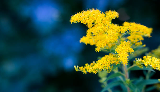 istock Abstract floral arrangement. Close-up. Selective focus. 2188746533