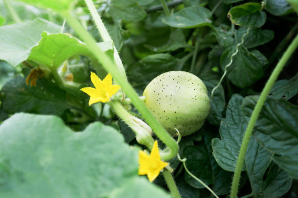 istock Lemon Cucumber plant in garden. 2188746667