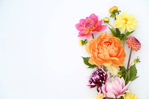 Dahlias dahlias Flowers stock pictures, royalty-free photos & images