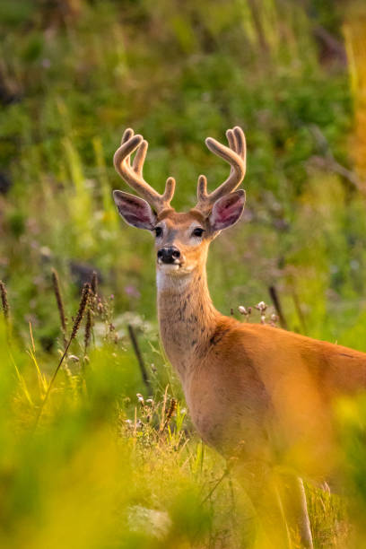 istock Mule Dear Buck with Velvet Antlers 2188747445