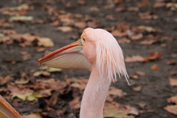 istock A close up of a Pelican 2188749053
