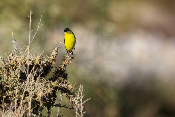 istock Diminutive Lesser Goldfinch perched on exposed stem 2188749170