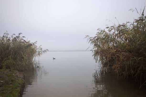 Rivershore with a cloudy day partly framed by reeds on a foggy day in a park in the italian countryside