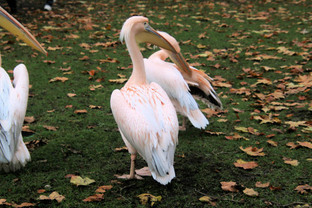 A view of a Group of Pelicans in London