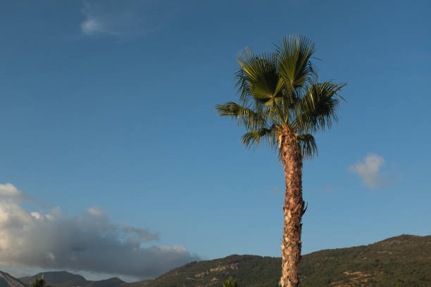 A tall palm tree stands majestically against a backdrop of a bright blue sky, with distant hills and light clouds adding depth to the composition. High quality photography