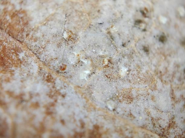istock The macro photograph of a dry leaf 2188752238