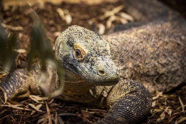 istock Komodo Dragon in its Natural Habitat 2188752286