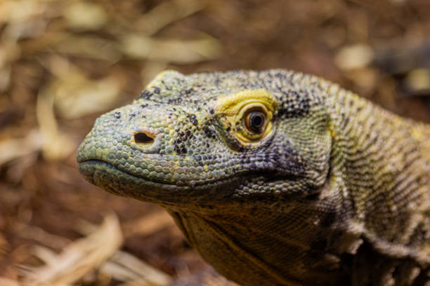 istock Komodo Dragon in its Natural Habitat 2188752456